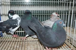 猛禽類、ハト、水鳥マニュアル 51AaEiehVvL._UF350,350_QL50_.jpg