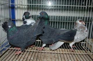 猛禽類、ハト、水鳥マニュアル 識別ガイド 日本の猛禽類 タカ・ハヤブサ類 Hobby's World｜野鳥