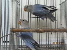In 3284 コザクラインコhfコバルトバイオレットオパーリン若その2 キットウココ ペット部