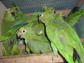 In 1647 ガイアナ産 キビタイボウシインコ 若 雄雌で キットウココ ペット部 In 1647 ガイアナ産 キビタイボウシインコ 若 雄雌で キットウココ ペット部