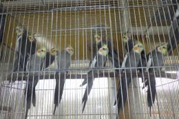 IN-4378　オカメインコ・ノーマルの♂