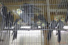 IN-4378　オカメインコ・ノーマルの♂