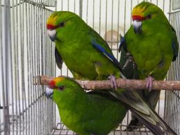 IN-3857 キガシラアオハシインコ・ノーマルの若雄(ペア販売に切り替え