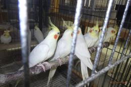 IN-4379　オカメインコ・ルチノーの雄雌で　