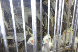 IN-4380　オカメインコ・パイド種とパール種　雄雌で