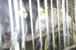 IN-4380　オカメインコ・パイド種とパール種　雄雌で