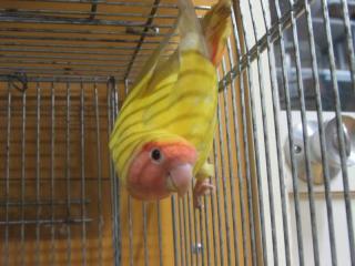 In 3122 17年生コザクラインコ ルチノー オスと思う 6 キットウココ ペット部