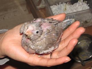 IN-2479 オカメインコの雛 シナモン | キットウココ ペット部