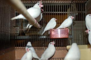 白い鳥 KOT-1043 ベルギー「白文鳥・パイド文鳥」 1羽の価格