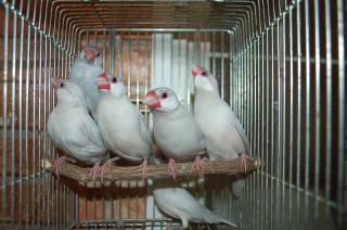 Kot 1044 国産シルバー文鳥 1羽の価格 キットウココ ペット部 Kot 1044 国産シルバー文鳥 1羽の価格 キットウココ ペット部