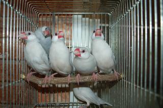文鳥 Item list - Java sparrow and bird shop