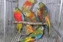 IN-4044　キキョウインコ・レッドオパーリン　若オスメス2羽で