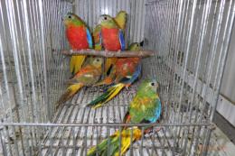 IN-4044　キキョウインコ・レッドオパーリン　若オスメス2羽で