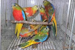 IN-4044　キキョウインコ・レッドオパーリン　若オスメス2羽で