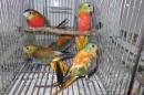 IN-4045　キキョウインコ・ダークグリーン系のレッドオパーリン　オスメス2羽で