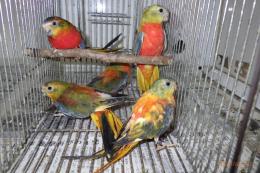 IN-4045　キキョウインコ・ダークグリーン系のレッドオパーリン　オスメス2羽で