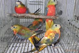 IN-4045　キキョウインコ・ダークグリーン系のレッドオパーリン　オスメス2羽で