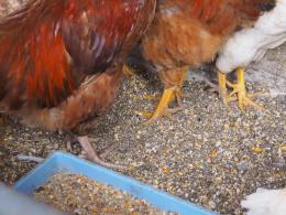 TA-872　採卵用の雑種鶏の雌　　生後4か月目