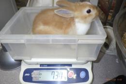 US-728　ネザーランド(ミニウサギ的)女の子