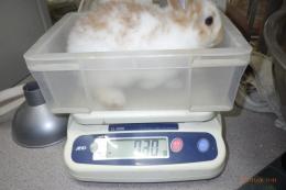 US-729　ネザーランド(ミニウサギ的)女の子