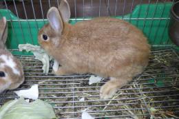 US-730　ネザーランド(ミニウサギ的)女の子