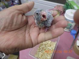 IN-4381　マメルリハ・アメリカンホワイト?