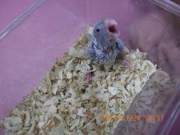 IN-4381　マメルリハ・アメリカンホワイト?