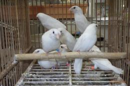 KOT-2797　白ジュウシマツの雄雌で