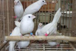 KOT-2797　白ジュウシマツの雄雌で