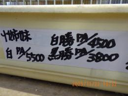 KOT-2797　白ジュウシマツの雄雌で