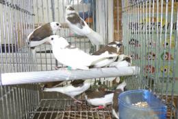 KOT-2796　白勝ちコブチジュウシマツの雄雌で