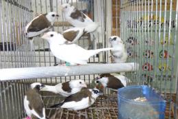 KOT-2796　白勝ちコブチジュウシマツの雄雌で