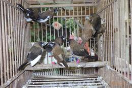 KOT-2798　黒勝ちコブチジュウシマツの雄雌で