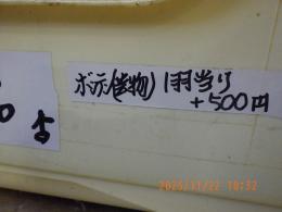 KOT-2798　黒勝ちコブチジュウシマツの雄雌で