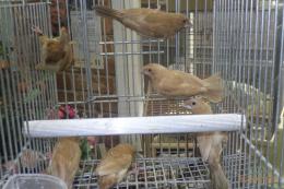 KOT-2799　 茶・レッドジュウシマツ　♂