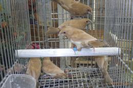 KOT-2799　 茶・レッドジュウシマツ　♂