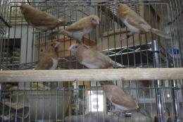 KOT-2800　薄墨色ジュウシマツ　♂1羽の価格