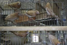 KOT-2800　薄墨色ジュウシマツ　♂1羽の価格