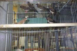 KOT-2801　黒色ジュウシマツ　♂1羽の価格