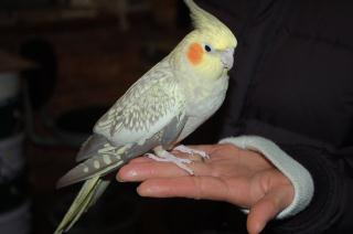 IN-1198 2歳手乗りオカメインコの雌 べた慣れ | キットウココ