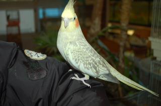 IN-1198 2歳手乗りオカメインコの雌 べた慣れ | キットウココ ペット部