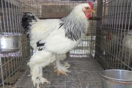 KOT-2802　ライトブラマ・24年生の雄