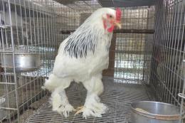 KOT-2802　ライトブラマ・24年生の雄