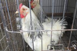 KOT-2802　ライトブラマ・24年生の雄