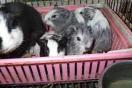 US-733　モルモット・シェルティー　