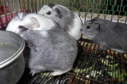 US-733　モルモット・シェルティー　