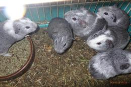 US-733　モルモット・シェルティー　