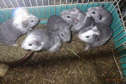 US-733　モルモット・シェルティー　