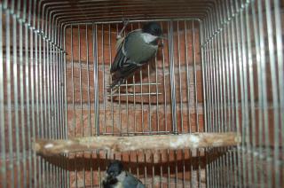 シジュウカラ　メス 野鳥シリーズ42 シジュウカラ | あきた森づくり活動サポートセンター
