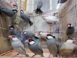 Kot 2298 国産ノーマル文鳥 ペアで キットウココ ペット部